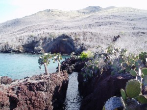 2003'1107ラビダ島　グラビトンシステム　ガラパゴス諸島固有動植物保護プロジェクト　 009    